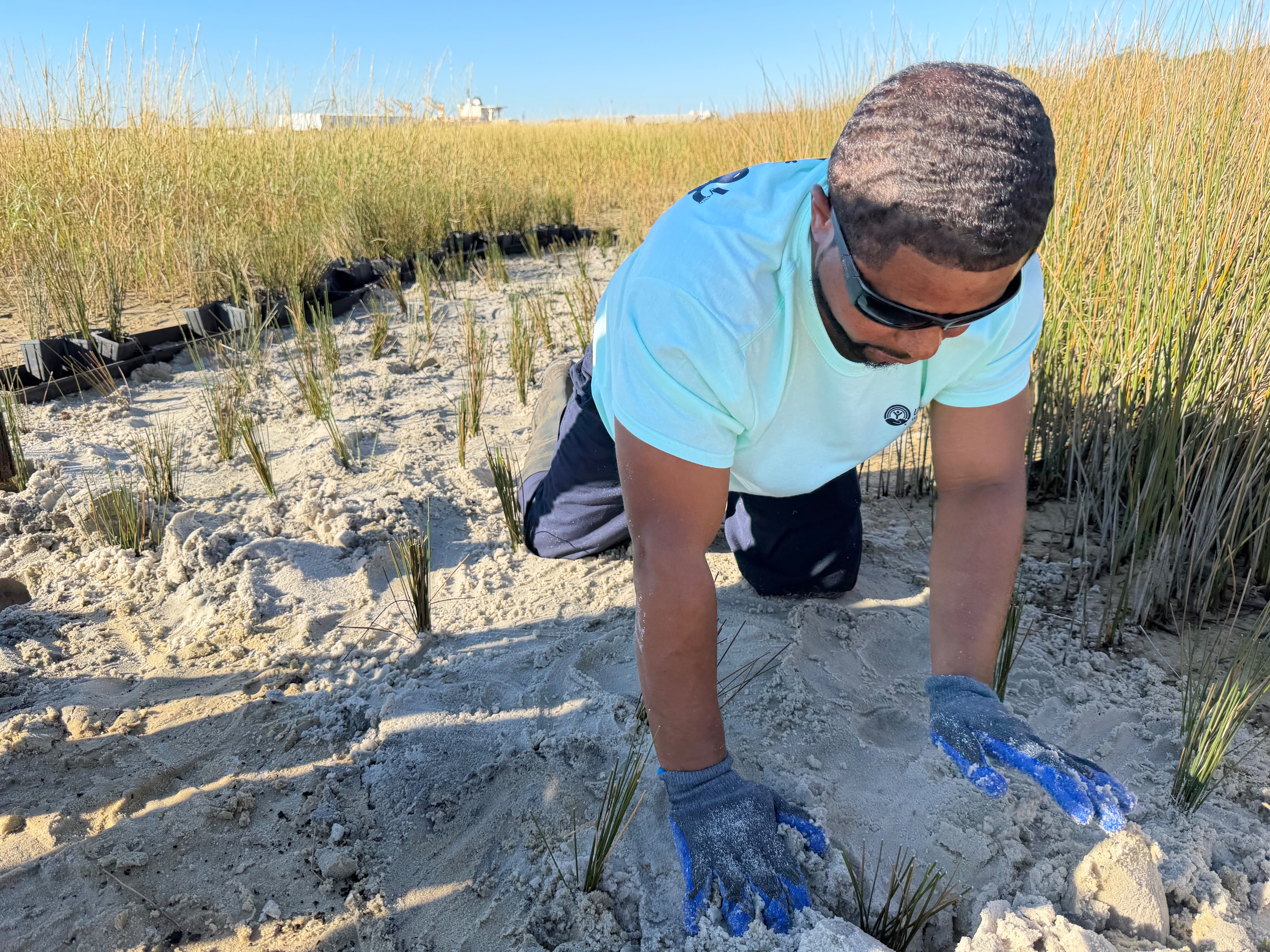 volunteer planting a plant