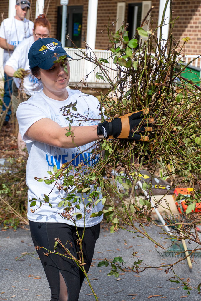 Volunteer carries trimmed bushes