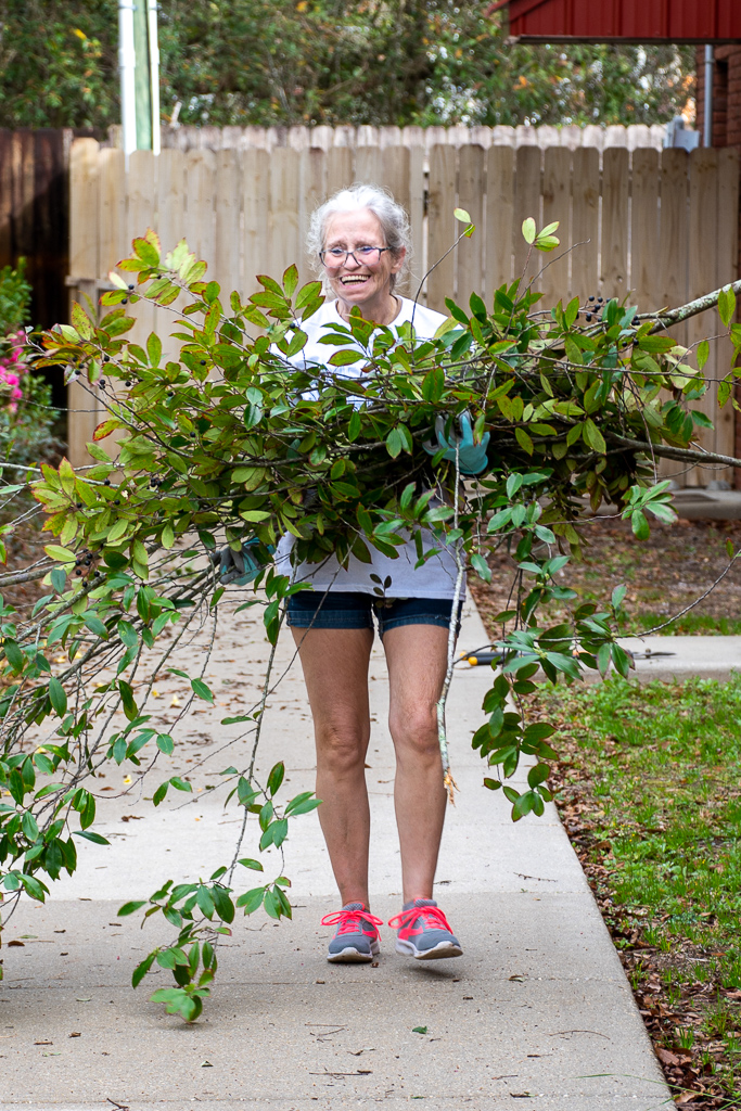 Volunteer carries trimmed bushes
