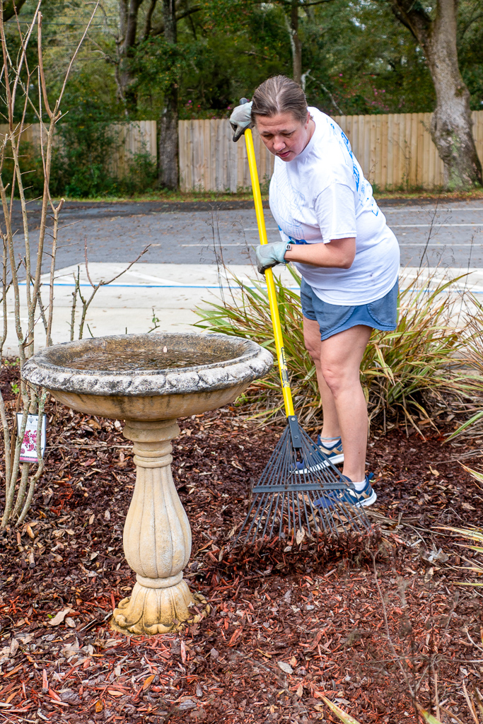 Volunteer rakes